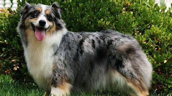澳大利亚牧羊犬一天吃几顿