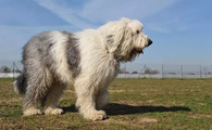 古代英国牧羊犬窝咳吃什么药最好