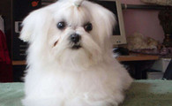 马尔济斯犬吃多了拉稀怎么办