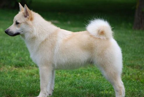 挪威牧羊犬的原产地在哪里
