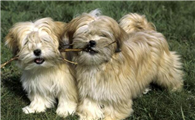 拉萨犬喜欢什么