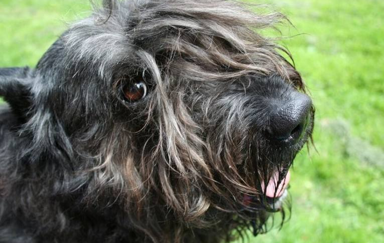 法兰德斯畜牧犬该怎么喂养 法兰德斯畜牧犬该怎么喂养
