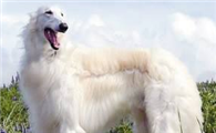 苏俄牧羊犬怎么训练才听话