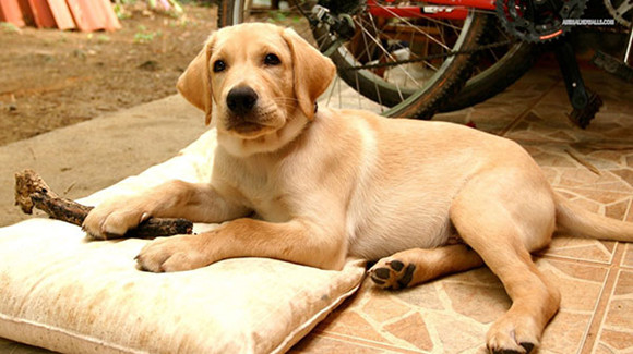 拉布拉多寻回犬多大产仔