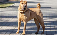 中国沙皮犬的毛色有几种