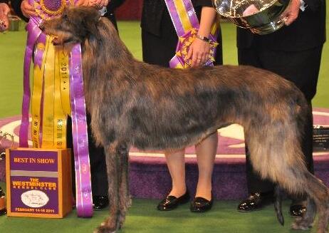 苏格兰猎鹿犬一天吃几顿 苏格兰猎鹿犬一天吃几顿