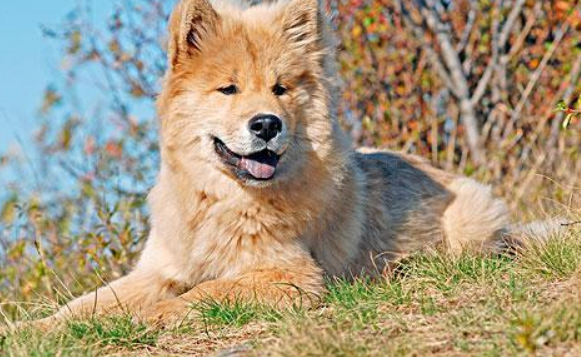 购买欧亚大陆犬注意些什么