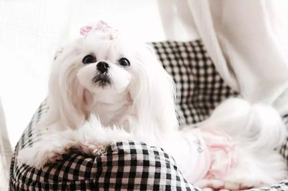 马尔济斯犬的起源和历史