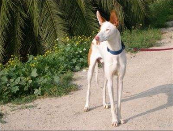 依比沙猎犬的性格外貌特征 依比沙猎犬的性格外貌特征