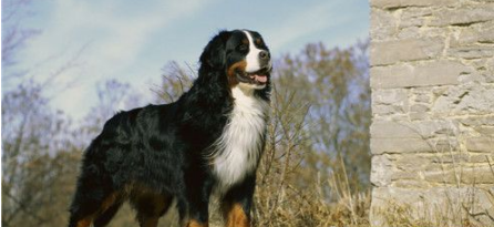 伯恩山犬有攻击性吗 伯恩山犬有攻击性吗