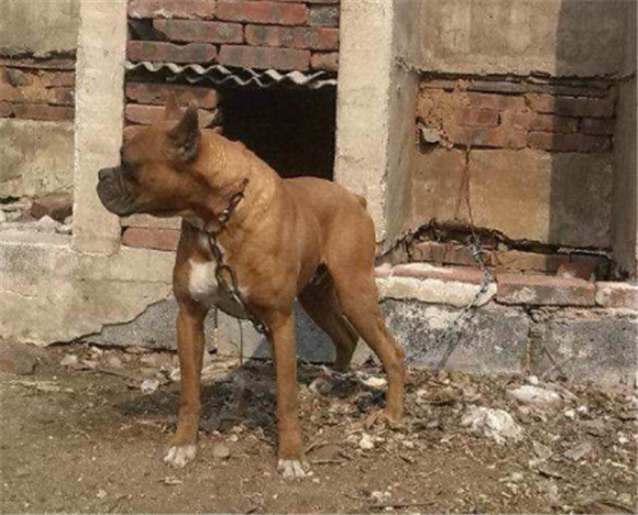 德国拳师犬的性格外貌特征