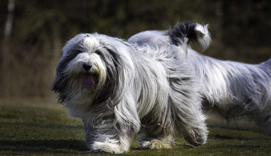 古代长须牧羊犬多大产仔 古代长须牧羊犬多大产仔
