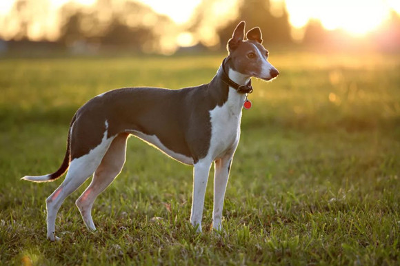 灵缇犬聪明吗