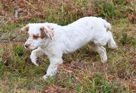 克伦伯猎鹬犬吃多了拉稀怎么办 克伦伯猎鹬犬吃多了拉稀怎么办
