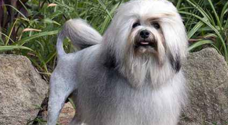 罗秦犬窝咳吃什么药最好