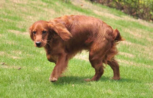 英国可卡犬的饲养要点有哪些