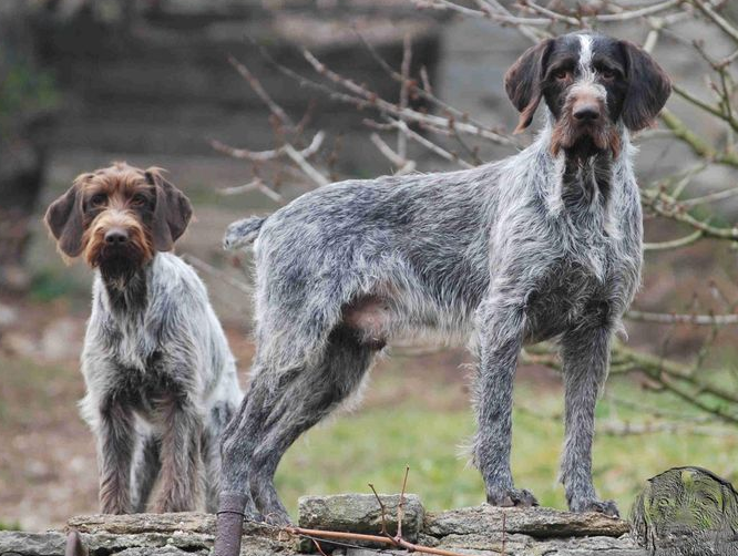 德国长毛指示犬的饲养要点有哪些 德国长毛指示犬的饲养要点有哪些