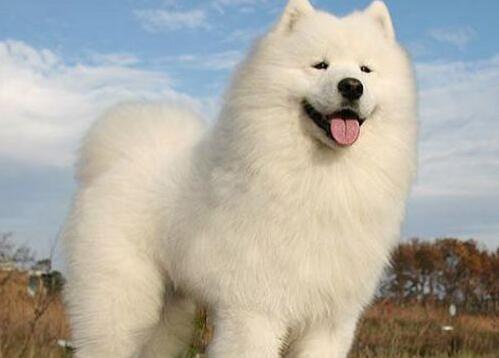萨摩耶犬吃多了拉稀怎么办 萨摩耶犬吃多了拉稀怎么办