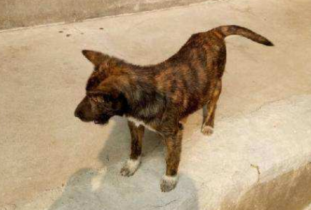 塞式猎犬的性格外貌特征