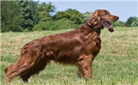赛特犬的寿命一般是多久