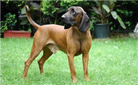 怎么判断汉诺威猎犬得了什么病