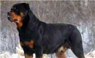 霍夫瓦尔特犬训练技巧有哪些