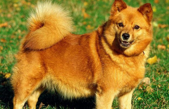 芬兰猎犬需要训练什么 芬兰猎犬需要训练什么