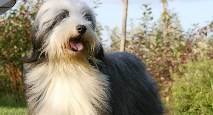 古代长须牧羊犬窝咳吃什么药最好