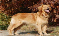 霍夫瓦尔特犬喜欢什么