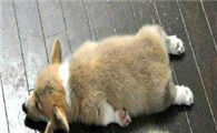 柯基犬的毛是灰色的长大会变什么颜色呢