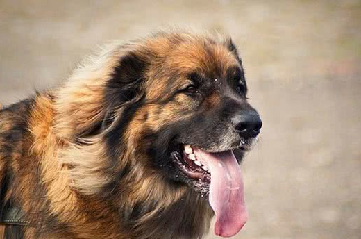 伯格犬如何训练 伯格犬如何训练