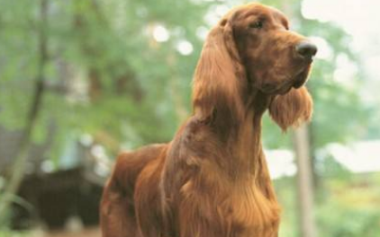 赛特犬什么颜色好 赛特犬什么颜色好