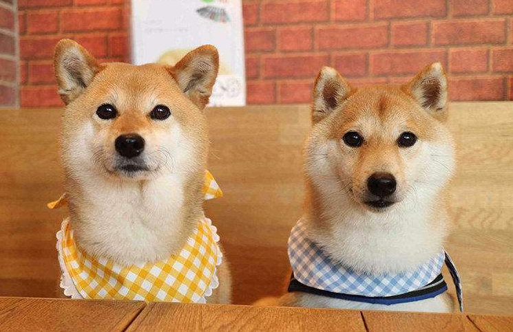 秋田犬不能吃什么