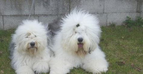古代长须牧羊犬的毛色有几种