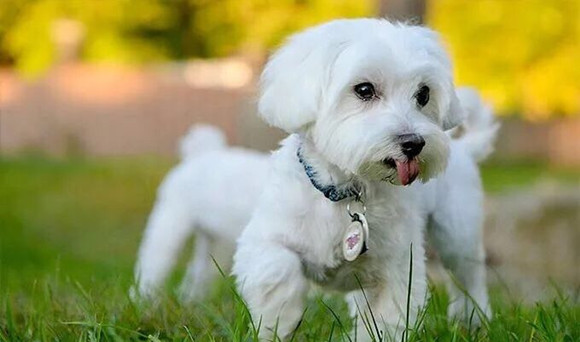 马尔济斯犬的体高是多少