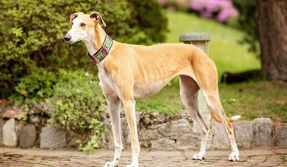 格雷伊猎犬的用途是什么 格雷伊猎犬的用途是什么
