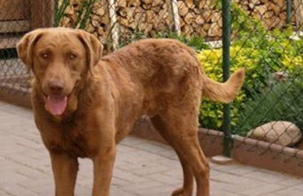 乞沙比克猎犬需要训练什么 乞沙比克猎犬需要训练什么