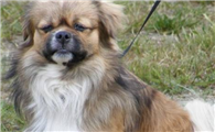 西藏猎犬的原产地在哪里