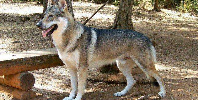 捷克狼犬起源和介绍