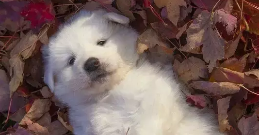 大白熊犬的原产地在哪里 大白熊犬的原产地在哪里