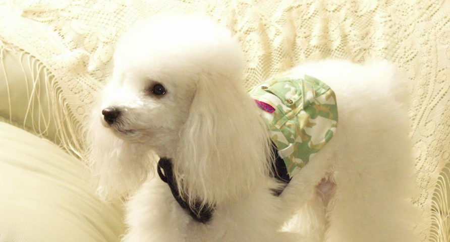养贵宾犬注意事项