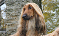 阿富汗猎犬怎么训练才听话