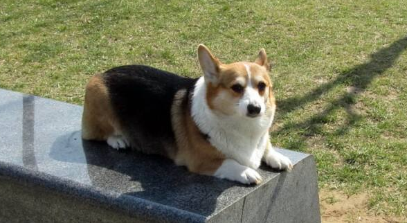 威尔斯柯基犬的体高是多少