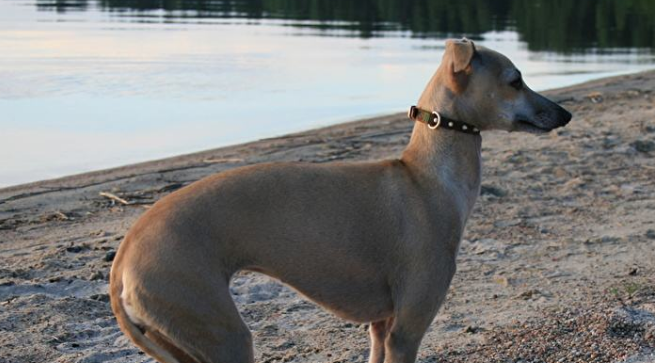 格雷伊猎犬的起源和历史