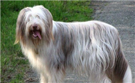 古代长须牧羊犬什么颜色好