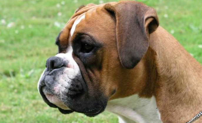 德国拳师犬怎么训练才听话 德国拳师犬怎么训练才听话