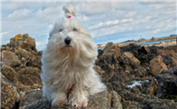 棉花面纱犬的原产地在哪里