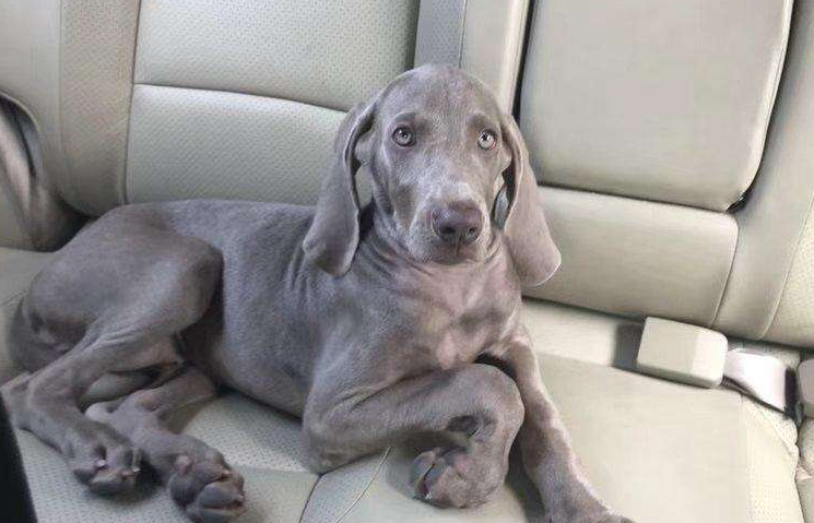 魏玛犬多少钱一只