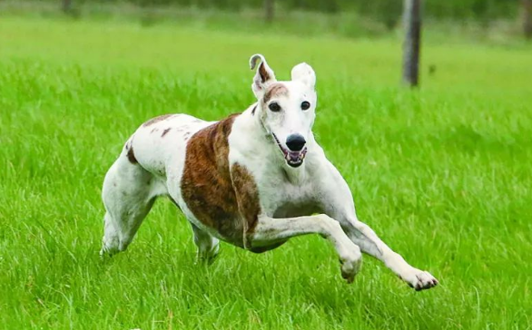 灵缇犬吃多了吐了怎么办