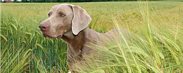 魏玛犬的原产地在哪里